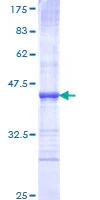 SDS-PAGE - Recombinant Human Sema6A protein (GST tag N-Terminus) (AB163586)
