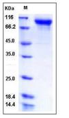 SDS-PAGE - Recombinant Human Sema6A protein (His tag) (AB276369)