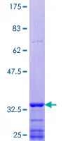 SDS-PAGE - Recombinant Human SEMA6D protein (GST tag N-Terminus) (AB164191)