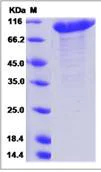 SDS-PAGE - Recombinant Human Semaphorin 3A protein (Fc Chimera) (AB276312)
