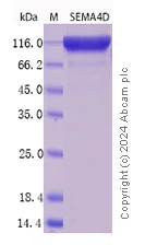 SDS-PAGE - Recombinant Human Semaphorin 4D/CD10 Protein Standard (His tag) (AB316486)