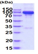 SDS-PAGE - Recombinant Human Semaphorin 7a protein (Fc Chimera His Tag) (AB227401), expandable thumbnail