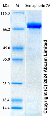 SDS-PAGE - Recombinant Human Semaphorin 7A Protein Standard (His tag) (AB322749), expandable thumbnail