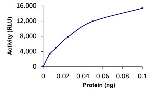 Functional Studies - Recombinant human SENP1 protein (Active) (AB268953)