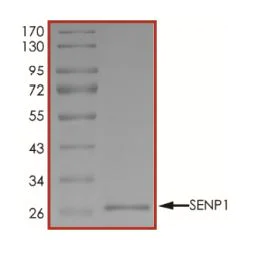 SDS-PAGE - Recombinant human SENP1 protein (Active) (AB268953)