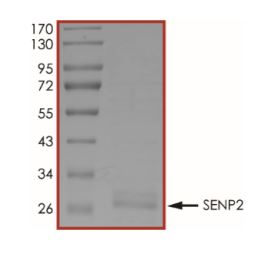 SDS-PAGE - Recombinant human SENP2 protein (Active) (AB268954), expandable thumbnail