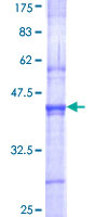 SDS-PAGE - Recombinant Human SENP3 protein (GST tag N-Terminus) (AB161918)