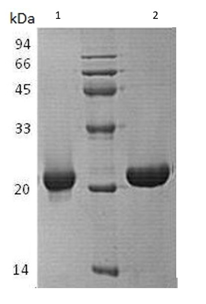SDS-PAGE - Recombinant Human SENP7/SSP2 protein (AB151868), expandable thumbnail