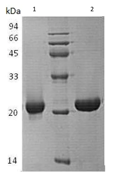 SDS-PAGE - Recombinant Human SENP7/SSP2 protein (AB151868)