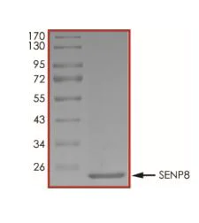 SDS-PAGE - Recombinant human SENP8 protein (Active) (AB268955)