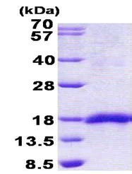 SDS-PAGE - Recombinant Human SEP15 protein (His tag N-Terminus) (AB156315)