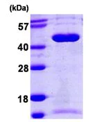 SDS-PAGE - Recombinant Human SEPT5 protein (His tag N-Terminus) (AB109972)