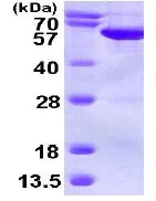 SDS-PAGE - Recombinant Human SEPT6 protein (AB113123)