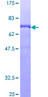 SDS-PAGE - Recombinant Human Septin 11 protein (GST tag N-Terminus) (AB153408)
