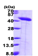 SDS-PAGE - Recombinant Human Septin 2 protein (His tag N-Terminus) (AB99296)