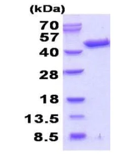 SDS-PAGE - Recombinant Human Septin 3 protein (His tag N-Terminus) (AB202152)