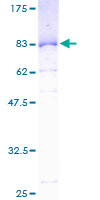SDS-PAGE - Recombinant Human SERBP1 protein (GST tag N-Terminus) (AB153267)
