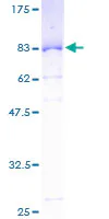 SDS-PAGE - Recombinant Human SERBP1 protein (GST tag N-Terminus) (AB153267)
