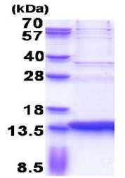 SDS-PAGE - Recombinant Human SERF2 protein (His tag N-Terminus) (AB171476)