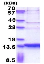 SDS-PAGE - Recombinant Human SERF2 protein (His tag N-Terminus) (AB171476)