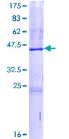 Recombinant Human Serglycin protein