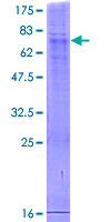 SDS-PAGE - Recombinant Human SERINC1 protein (GST tag N-Terminus) (AB163575)