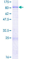 SDS-PAGE - Recombinant Human Serine Palmitoyltransferase protein (GST tag N-Terminus) (AB152996)