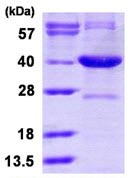 SDS-PAGE - Recombinant Human Serine racemase protein (AB116196), expandable thumbnail