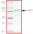 SDS-PAGE - Recombinant human Serine/threonine-protein kinase 4/MST-1 (AB60337), expandable thumbnail