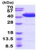SDS-PAGE - Recombinant human Serpin A5 protein (Active) (AB229370), expandable thumbnail