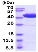 SDS-PAGE - Recombinant human Serpin A5 protein (Active) (His tag N-Terminus) (AB229370)