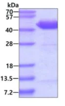 SDS-PAGE - Recombinant Human Serpin A5 protein (His tag N-Terminus) (AB89362)
