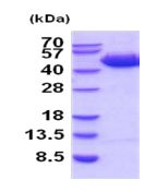 SDS-PAGE - Recombinant Human SerpinB3/SCCA protein (AB202159), expandable thumbnail