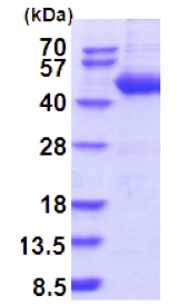 SDS-PAGE - Recombinant Human SerpinB4/SCCA-2 protein (AB202597)