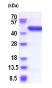 SDS-PAGE - Recombinant Human SerpinB8 protein (AB187620)