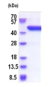 SDS-PAGE - Recombinant Human SerpinB8 protein (His tag N-Terminus) (AB187620)