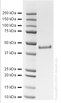 SDS-PAGE - Recombinant Human SERPINE1 Protein (Active) (AB282405), expandable thumbnail