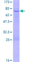 SDS-PAGE - Recombinant Human SERPINE2/PN-1 protein (GST tag N-Terminus) (AB159115)