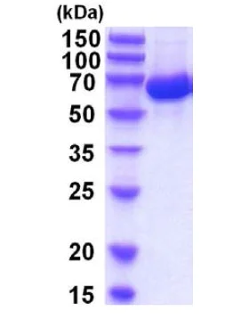 SDS-PAGE - Recombinant Human Serum Albumin protein (AB201876)
