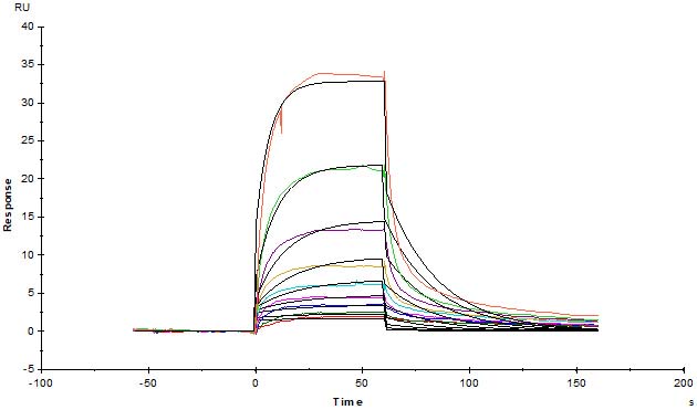 Biological Activity - Recombinant Human Serum Albumin protein (His tag) (AB217817), expandable thumbnail