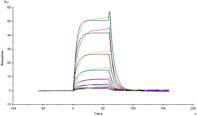 Functional Studies - Recombinant Human Serum Albumin protein (His tag) (AB217817), expandable thumbnail