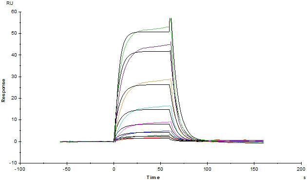 Functional Studies - Recombinant Human Serum Albumin protein (His tag) (AB217817)