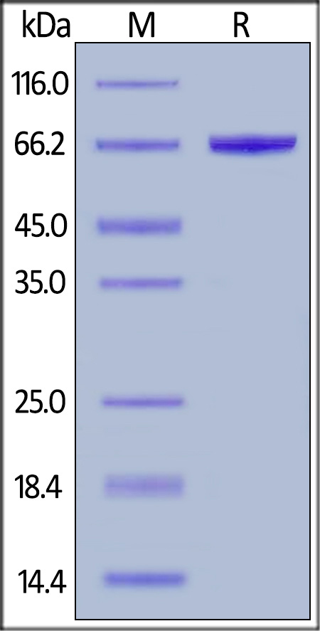 SDS-PAGE - Recombinant Human Serum Albumin protein (His tag) (AB217817), expandable thumbnail