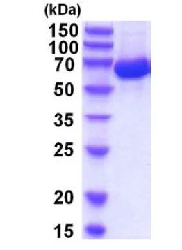 SDS-PAGE - Recombinant Human Serum Albumin protein (His tag C-Terminus) (AB201876)