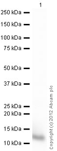 Western blot - Recombinant human Serum Amyloid A (mutated D60N + H71R) protein (AB50232), expandable thumbnail
