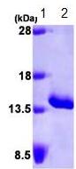 SDS-PAGE - Recombinant Human Serum Amyloid A protein (AB87757)