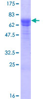 SDS-PAGE - Recombinant Human SESN3 protein (GST tag N-Terminus) (AB153599)