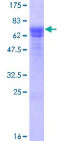 SDS-PAGE - Recombinant Human SESN3 protein (GST tag N-Terminus) (AB153599)