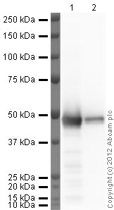 Western blot - Recombinant Human SET7 protein (AB51285), expandable thumbnail