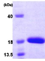 SDS-PAGE - Recombinant Human SF20 protein (AB86915)